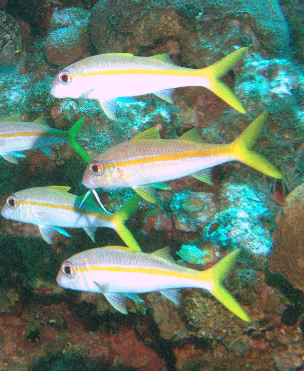 Image of Goatfish