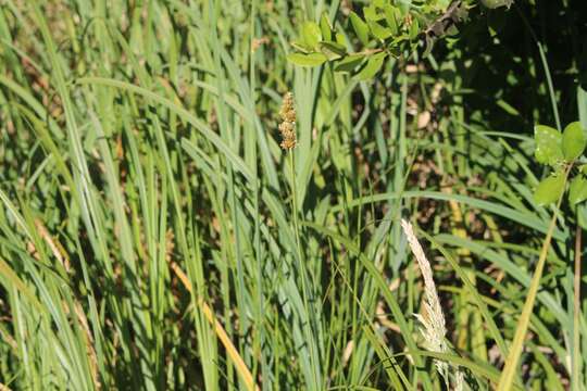 Image of Carex brongniartii Kunth