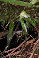 Imagem de Aeranthes caudata Rolfe