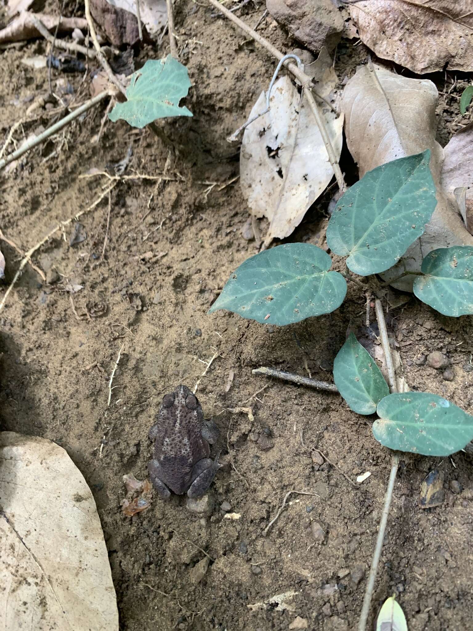 Imagem de Rhinella humboldti (Gallardo 1965)