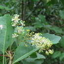 صورة Lomatia arborescens L. Fraser & Vickery