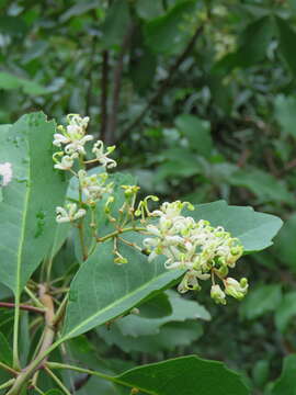 Image of Lomatia arborescens L. Fraser & Vickery