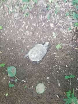 Image of Mexican Spotted Terrapin