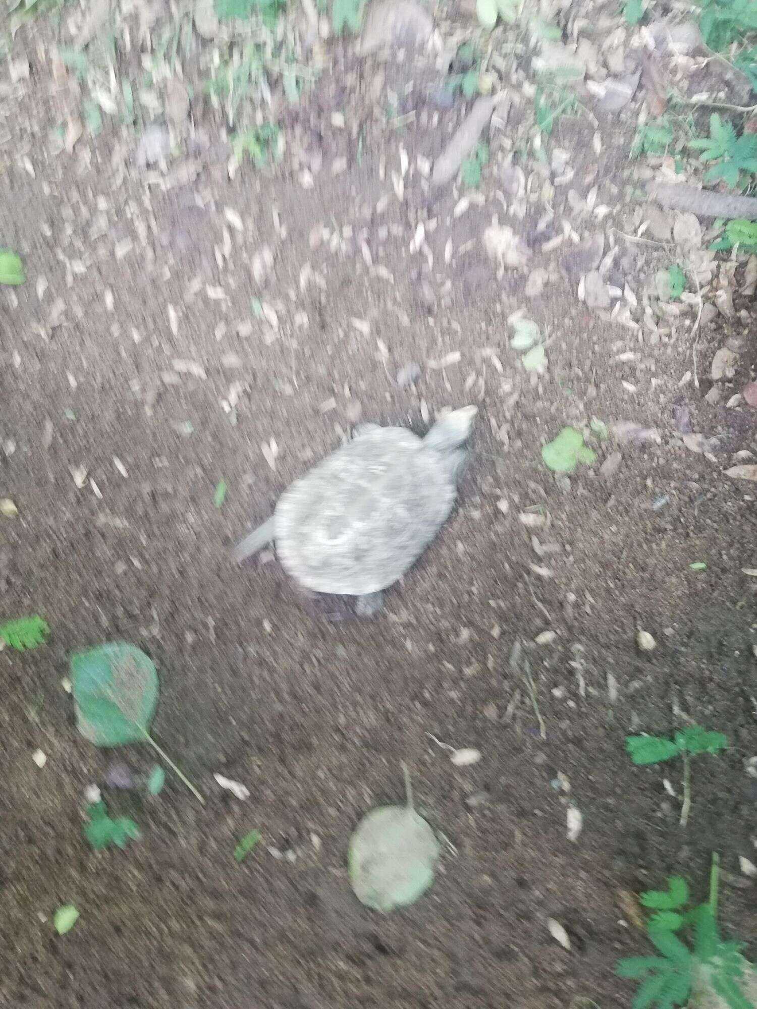 Image of Mexican Spotted Terrapin