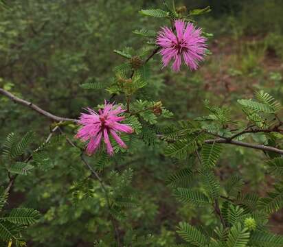 Image of <i>Mimosa uraguensis</i>