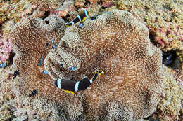 Amphiprion chrysogaster Cuvier 1830 resmi