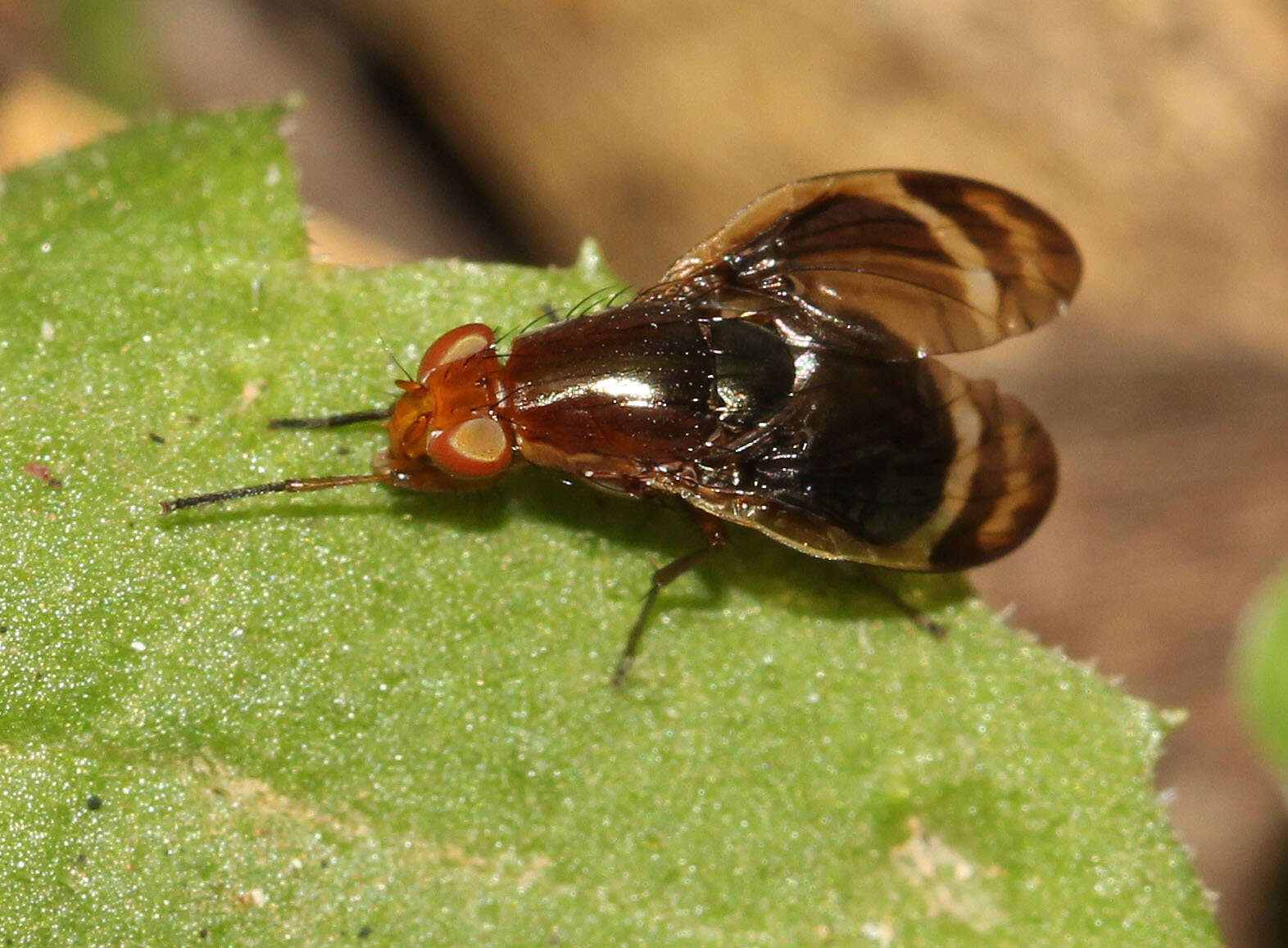 Слика од Depressa striatipennis Malloch 1927