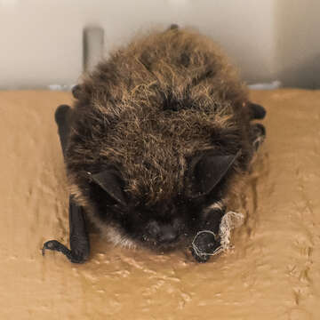 Image of Long-eared Myotis