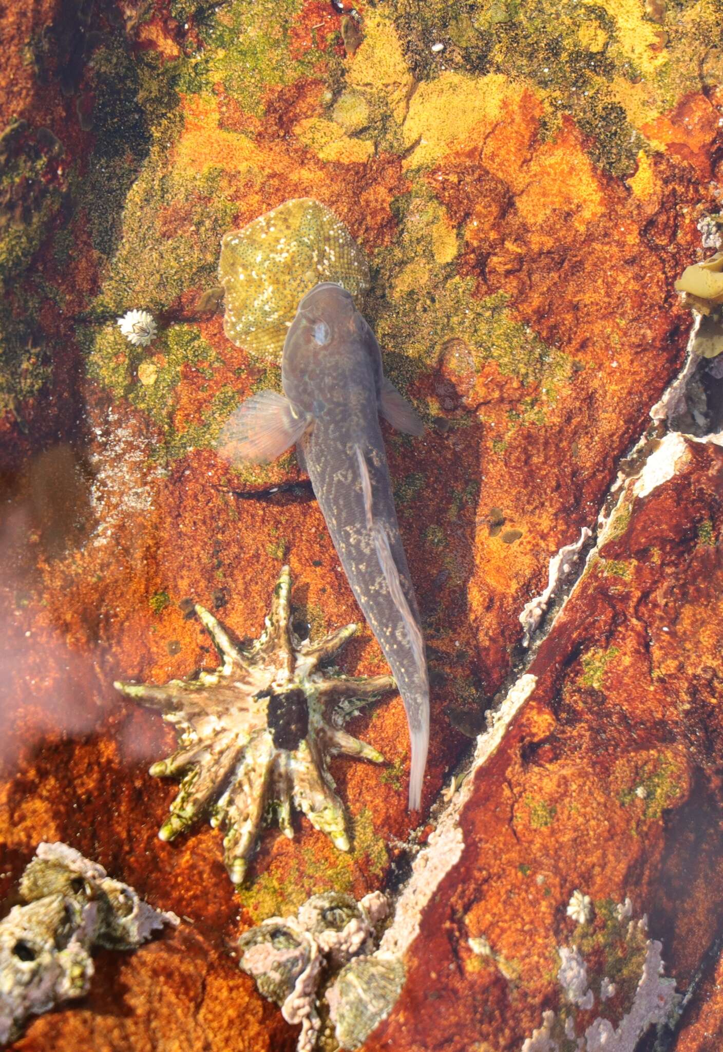 Image of Barehead goby