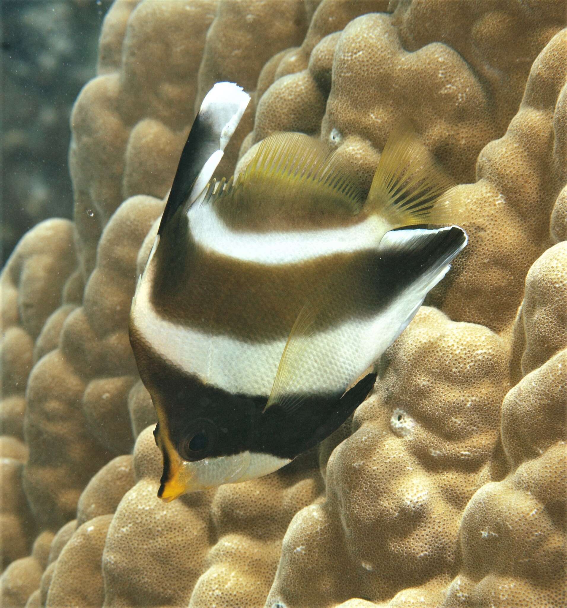 Image of Horned Bannerfish