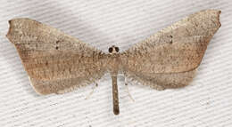 Image of Macrosoma rubedinaria Walker 1862