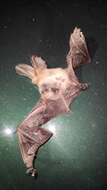 Image of Ognev’s Long-eared Bat