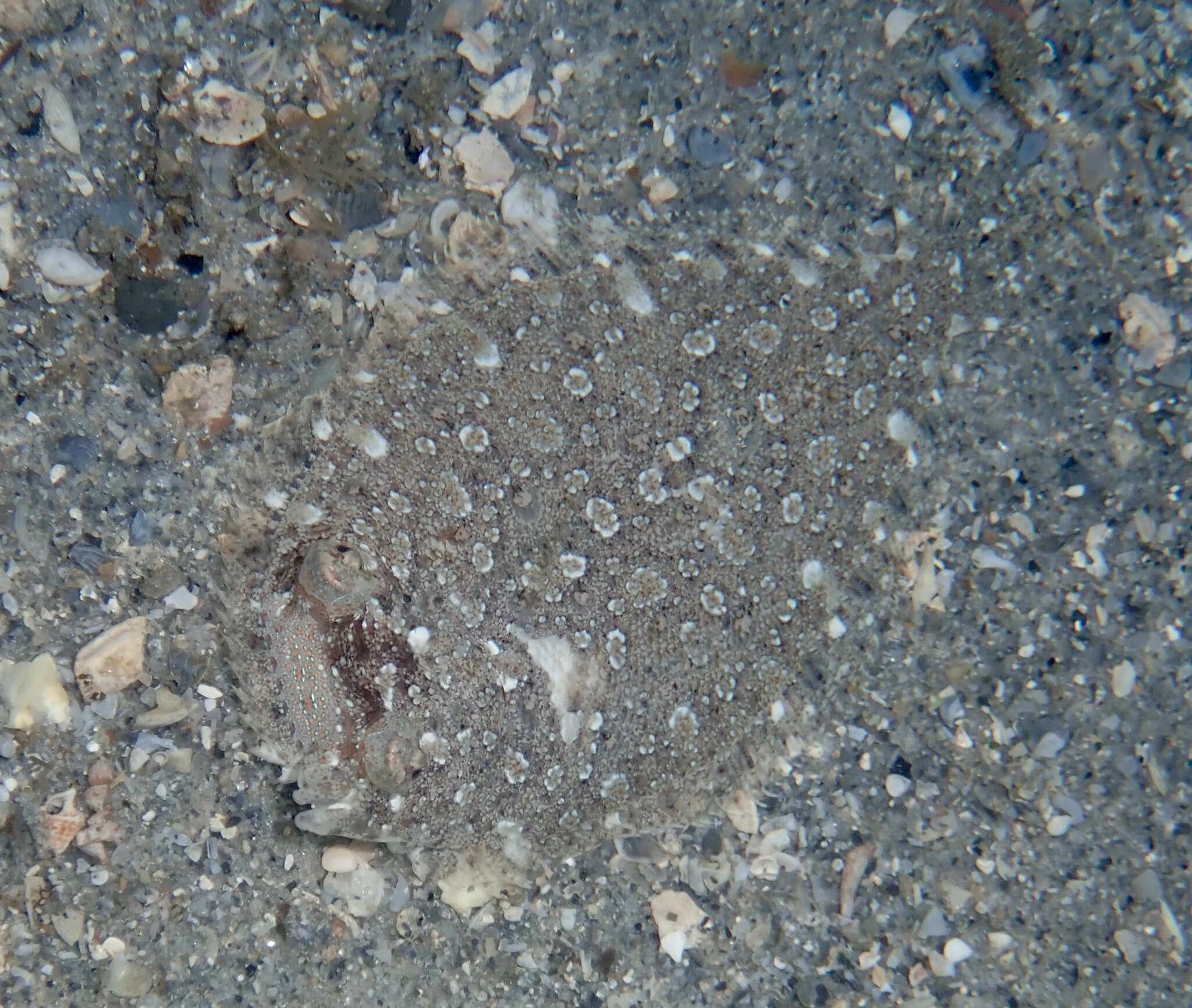 Image of Eyed Flounder