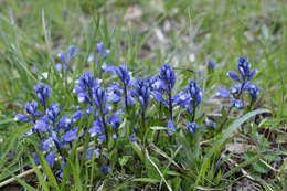 Image of Chalk milkwort