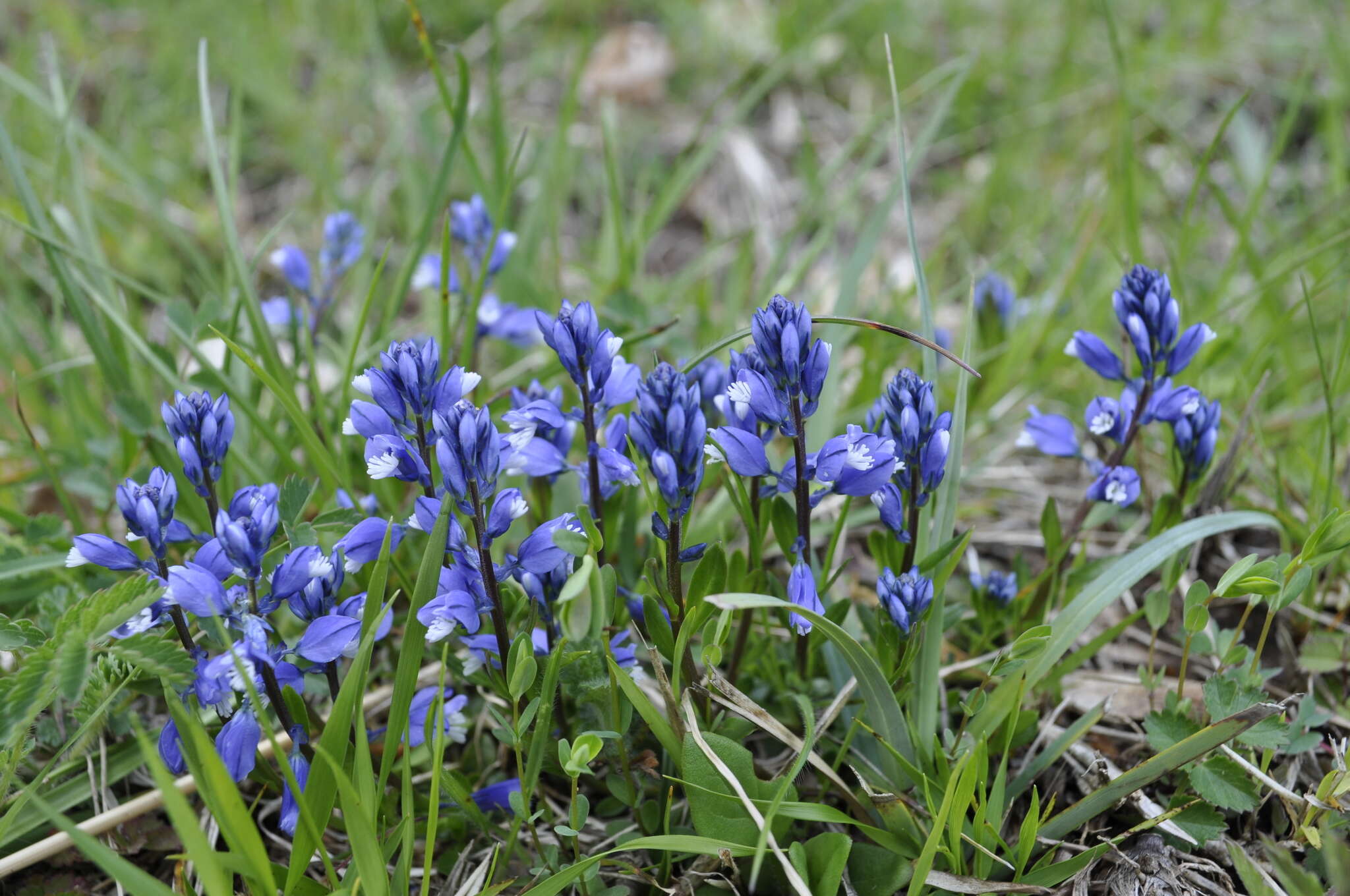 Image of Chalk milkwort