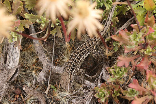 Image of Decorated Tree Iguana