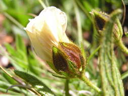 Image of Hibiscus aethiopicus L.