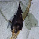 Image of Cantor's Leaf-nosed Bat