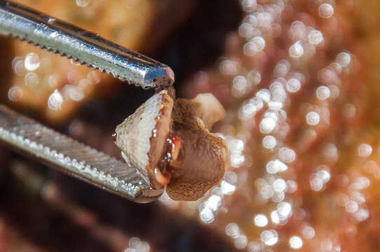 Image of Cape keyhole limpet