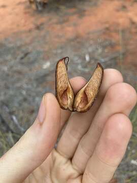 Image de Hakea lorea (R. Br.) R. Br.