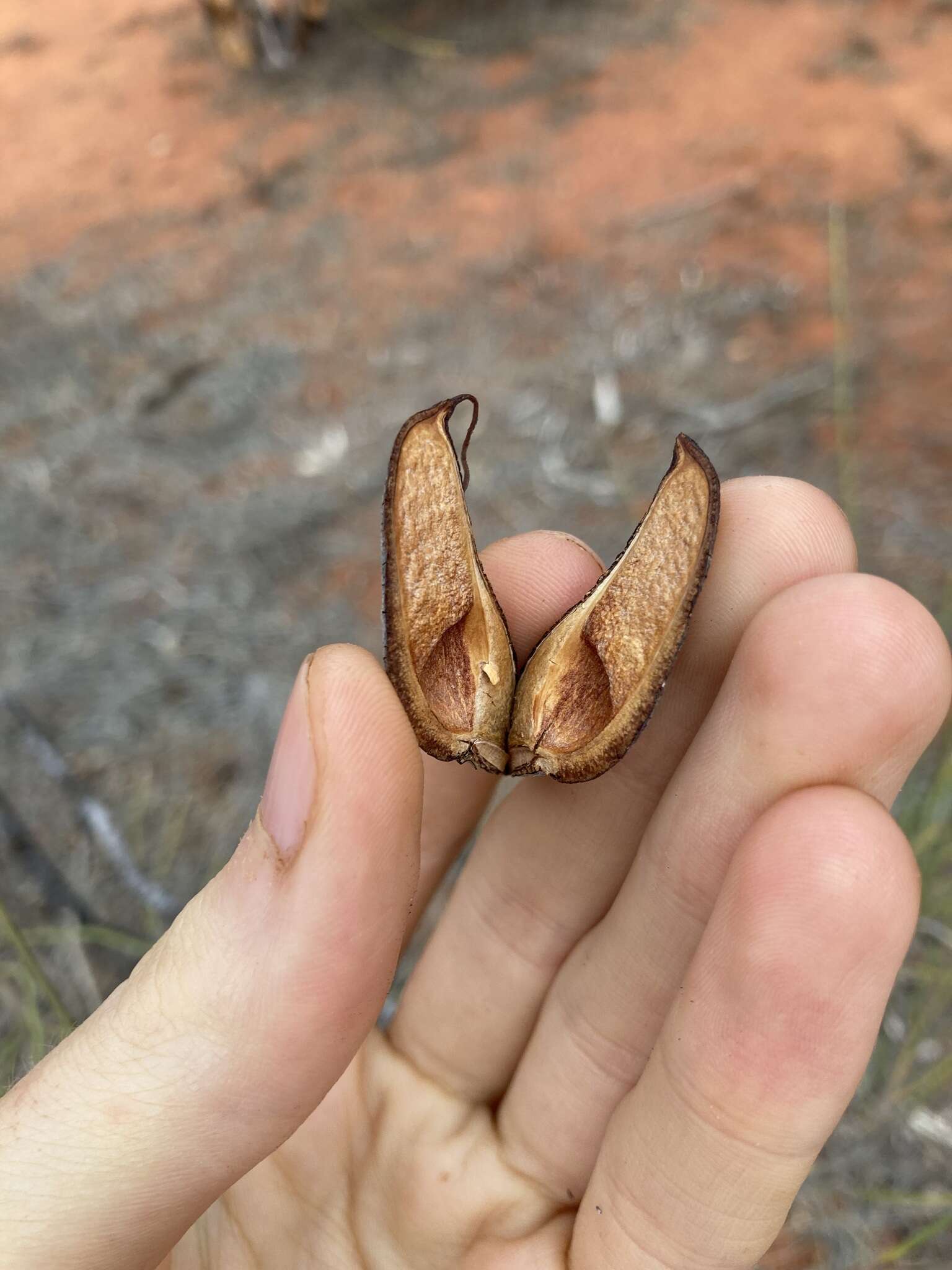 Image de Hakea lorea (R. Br.) R. Br.