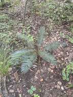 Image of Cycad