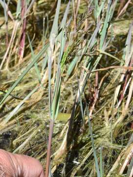 Image of Spiked False Manna Grass