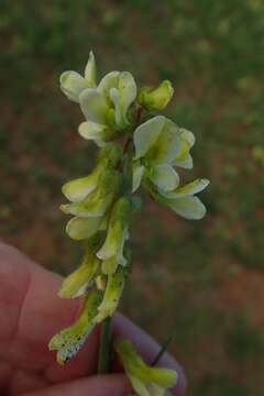 Image of Eriosema kraussianum Meissner