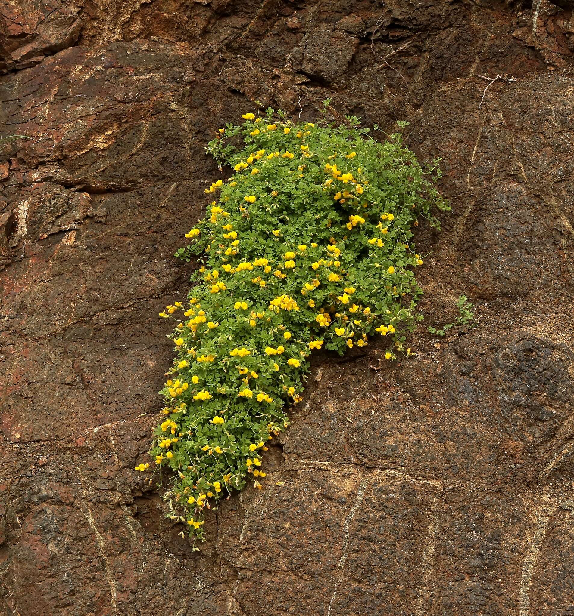 Image of Lotus emeroides R. P. Murray