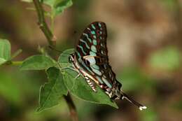 Image of Graphium antheus (Cramer (1779))