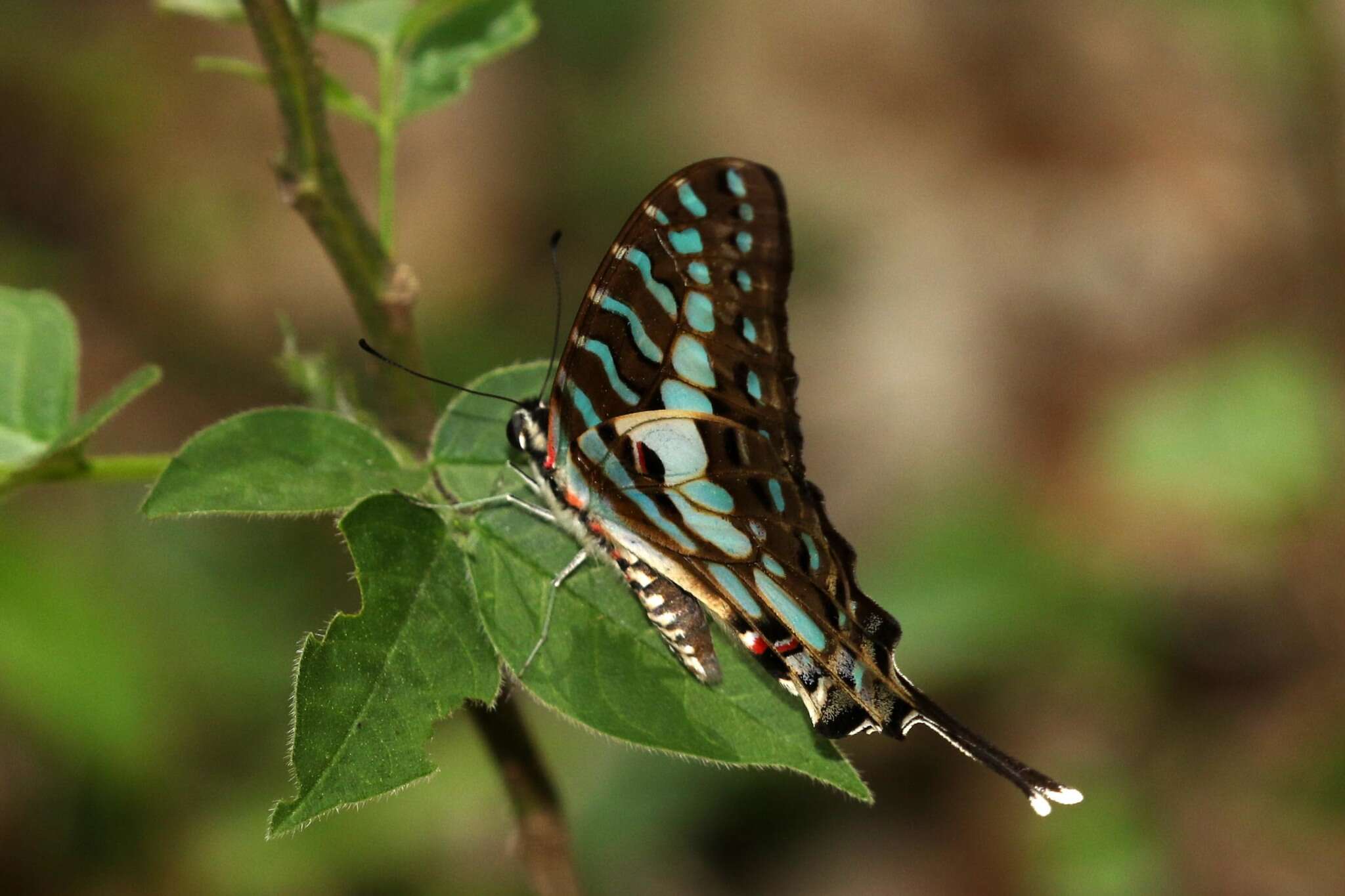 Image of Graphium antheus (Cramer (1779))