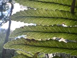 Plancia ëd Polypodium pellucidum Kaulf.