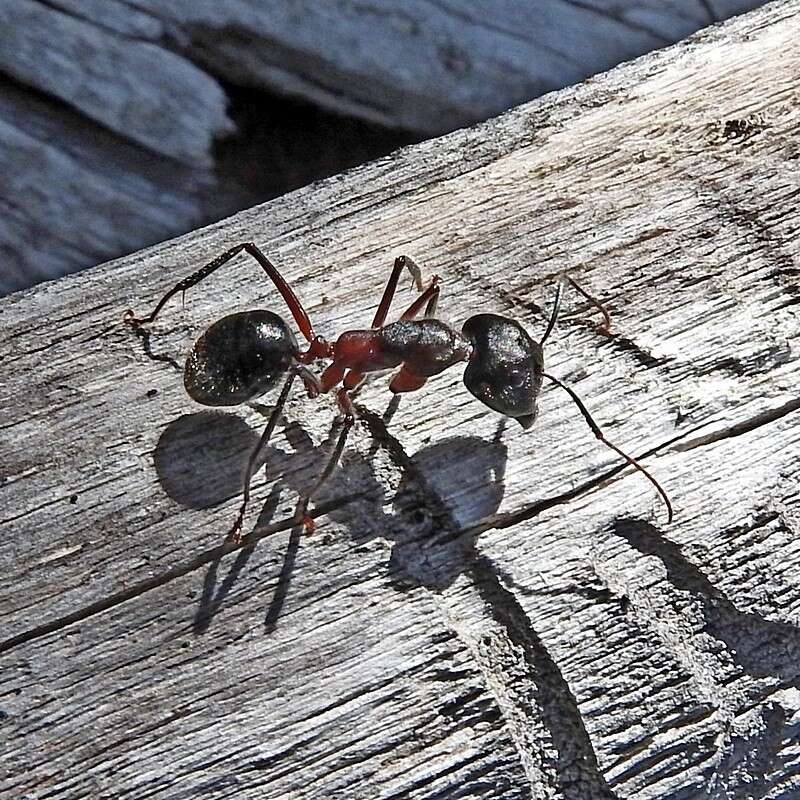 Image of Camponotus intrepidus (Kirby 1819)