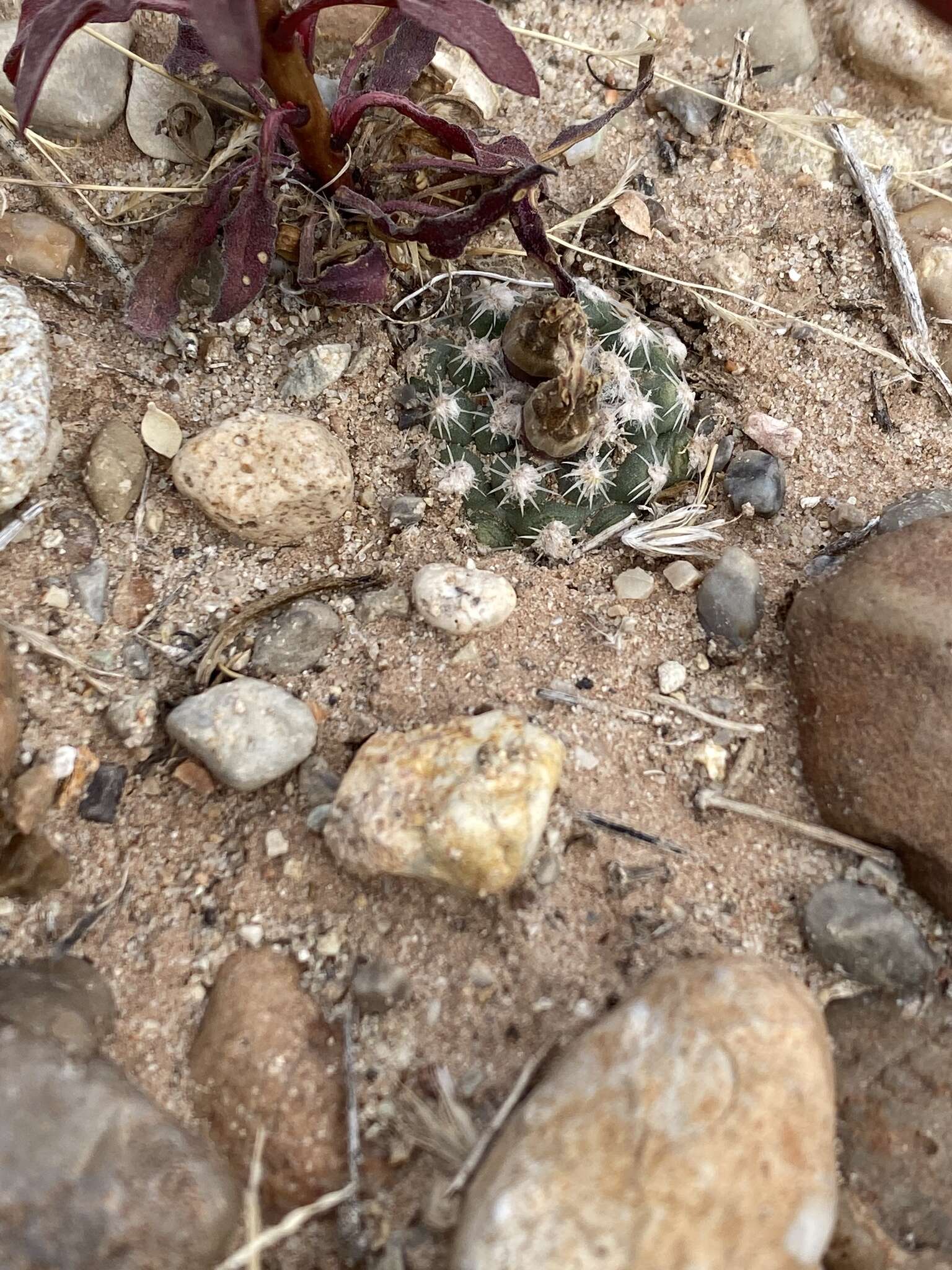 صورة Pediocactus winkleri K. D. Heil