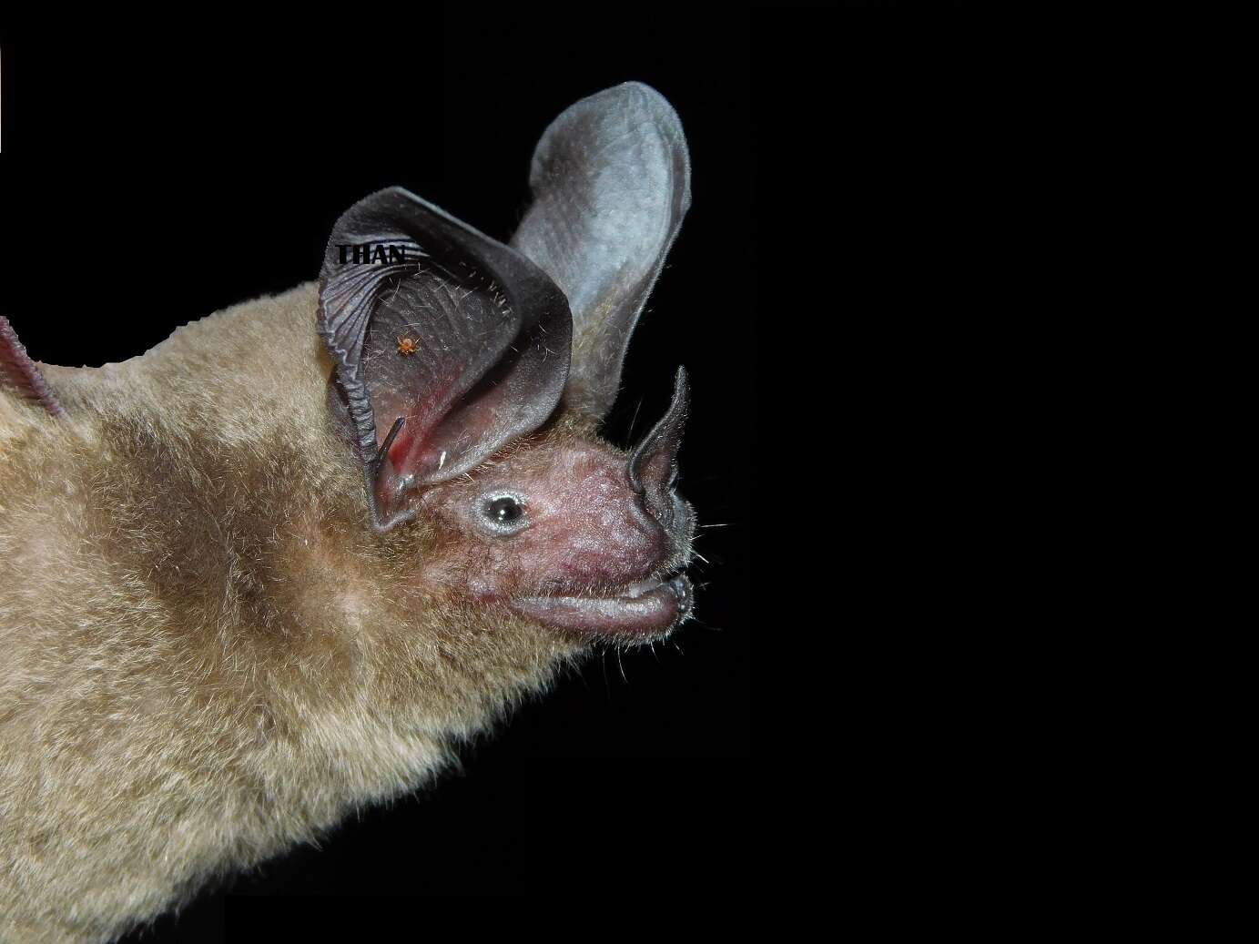 Image of pygmy round-eared bat