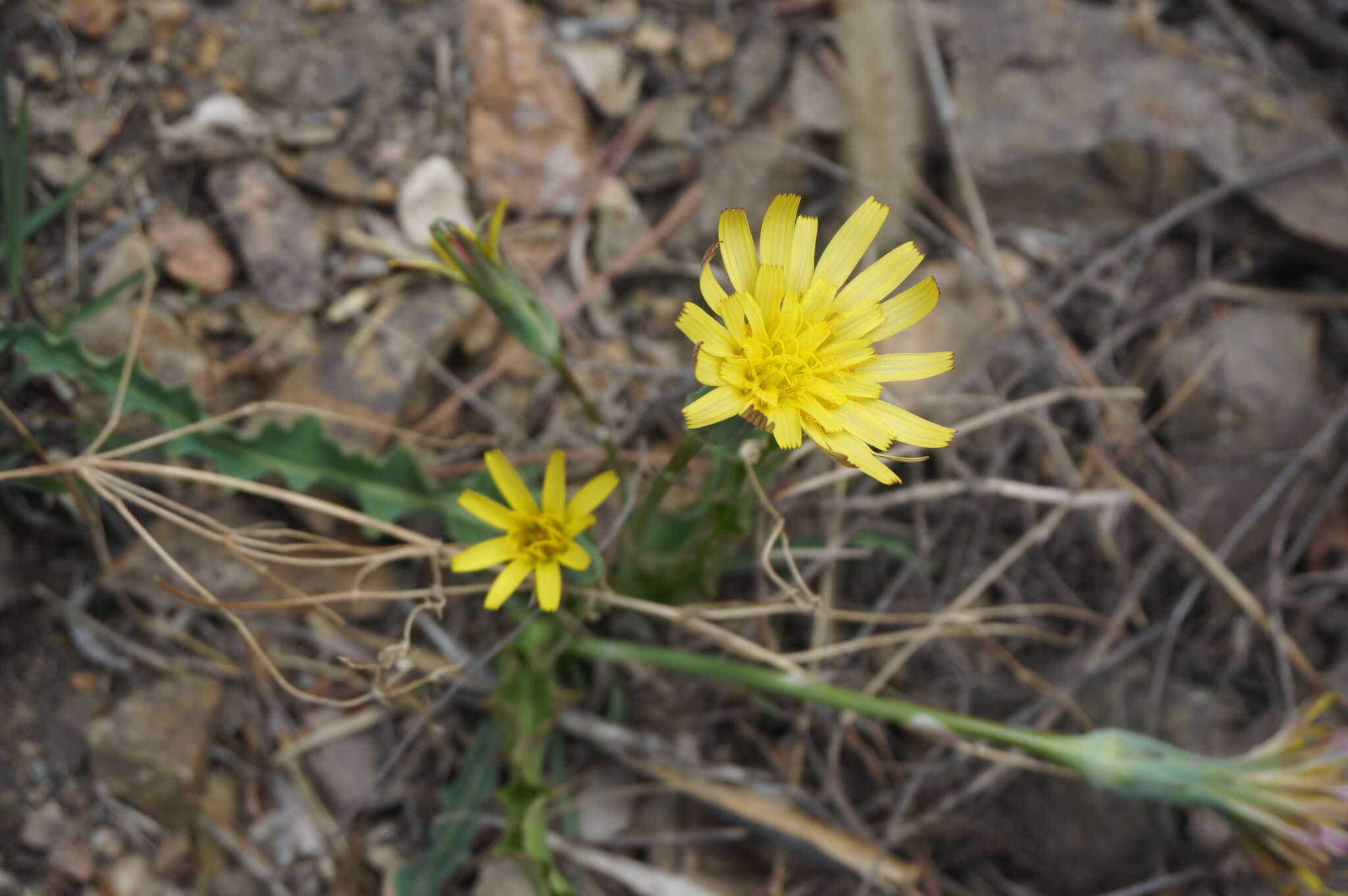 Image of Scorzonera sinensis Lipsch. & Krasch.