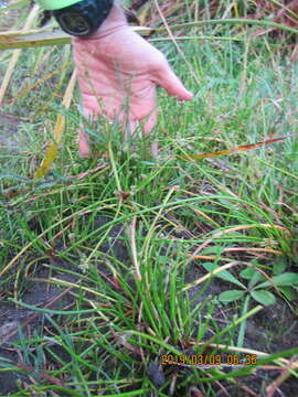 Image of proliferating bulrush