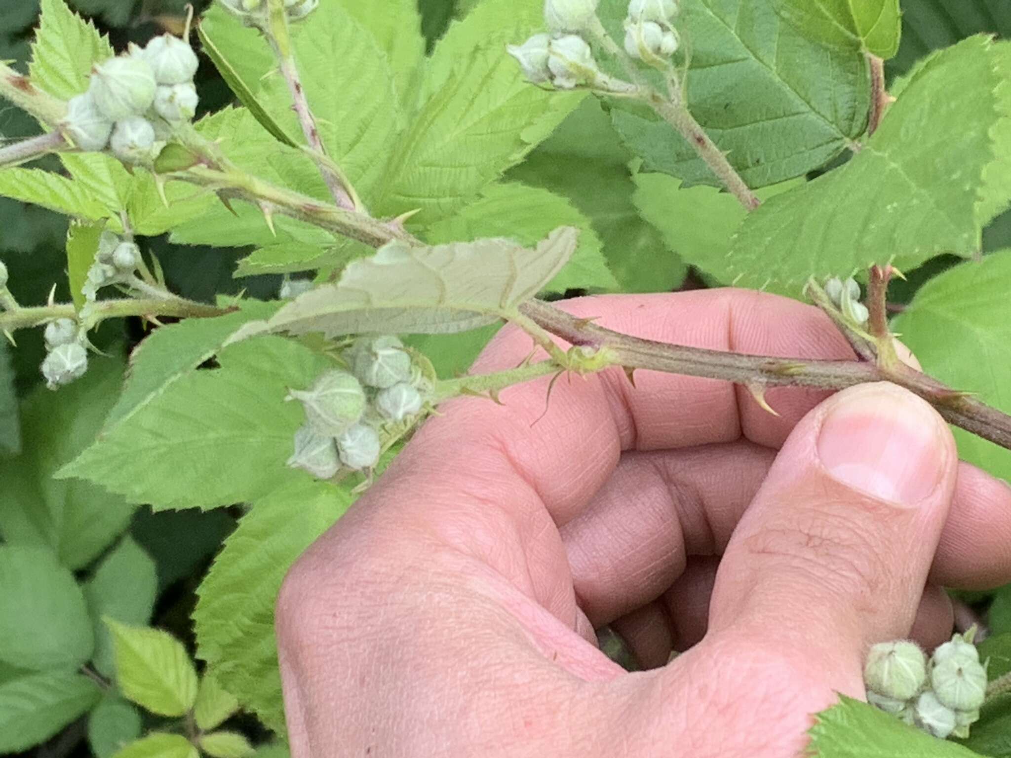 Image of Rubus praecox Bertol.