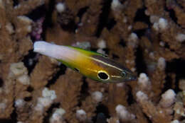 Image of Allen's tubelip wrasse