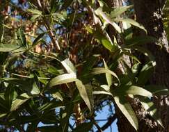 Image of Rock cabbage tree