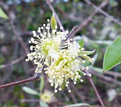 Image de Eugenia myrcianthes Niedenzu