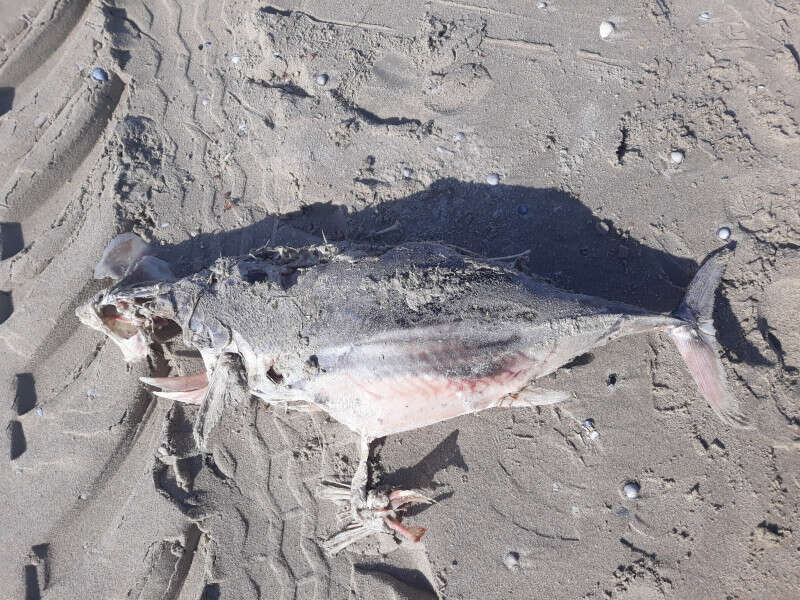 Image of Atlantic Bluefin Tuna