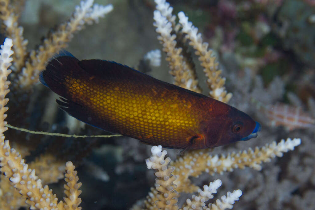 Image of Micronesian wrasse