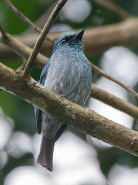 Image of Island Flycatcher