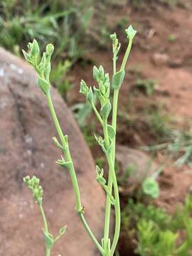 Image of Lopholaena segmentata (Oliv.) S. Moore