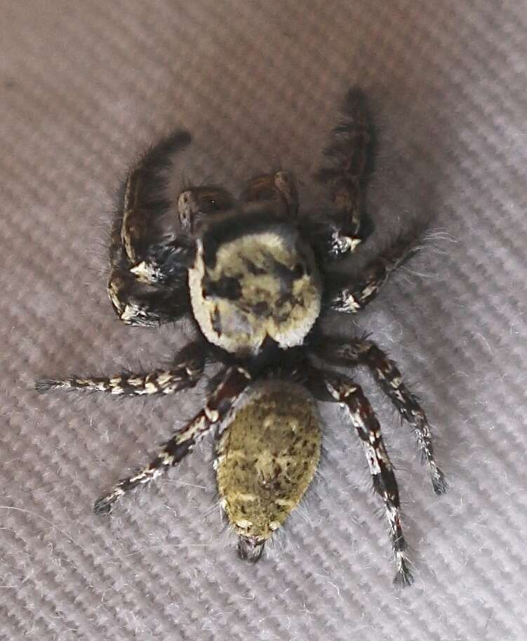 Imagem de Phidippus carolinensis Peckham & Peckham 1909