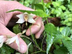 Image of Maxillaria umbratilis L. O. Williams