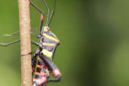 Image of Schaeferocoris ecuadorensis O'Shea 1980