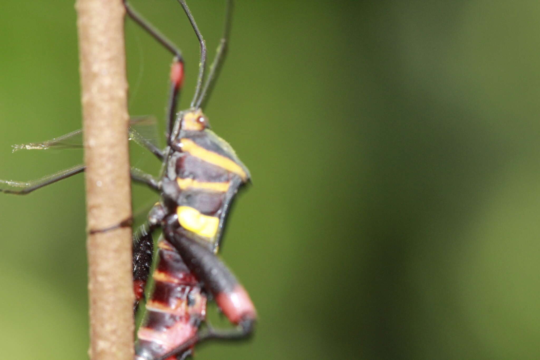 Image of Schaeferocoris ecuadorensis O'Shea 1980