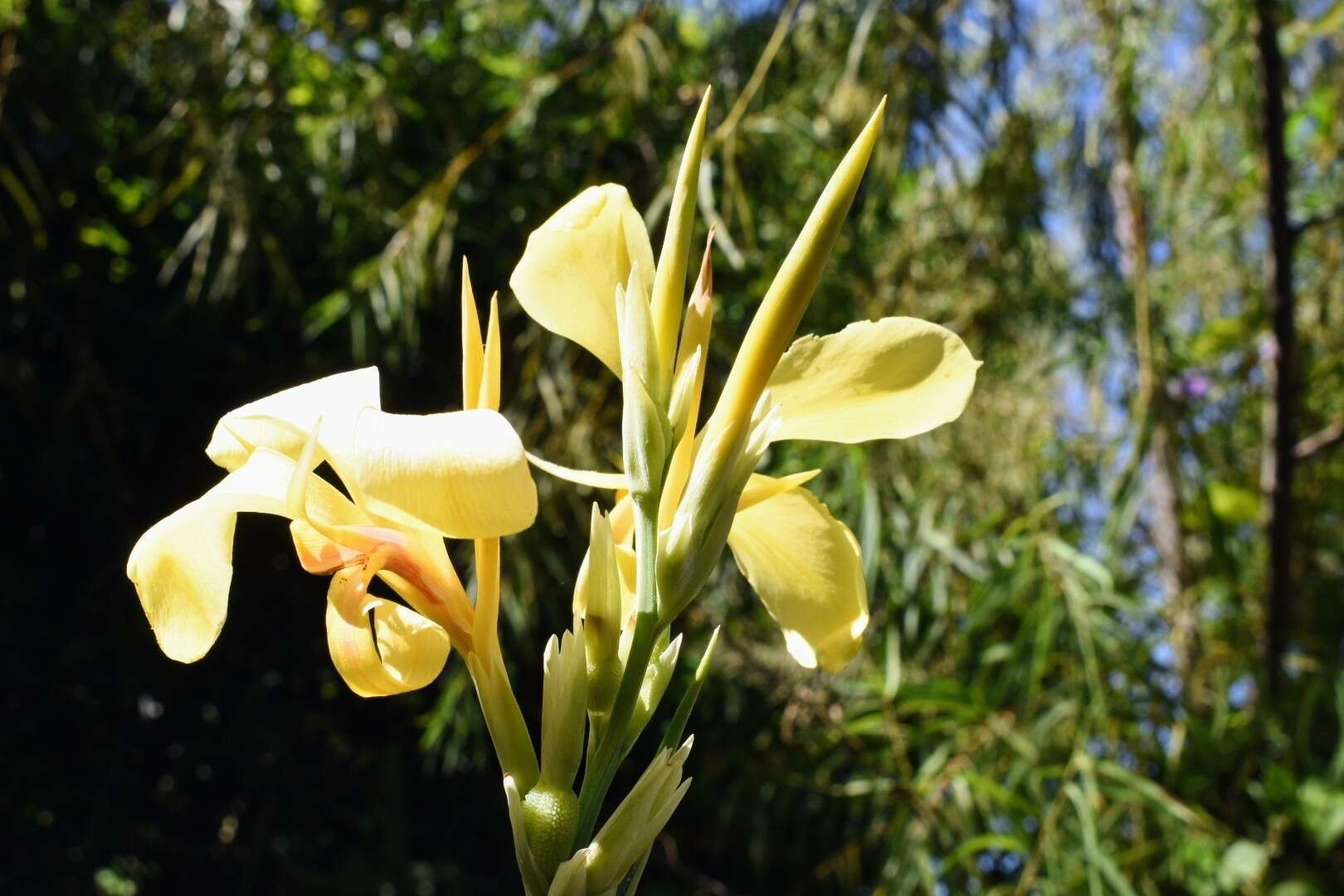 Imagem de Canna glauca L.